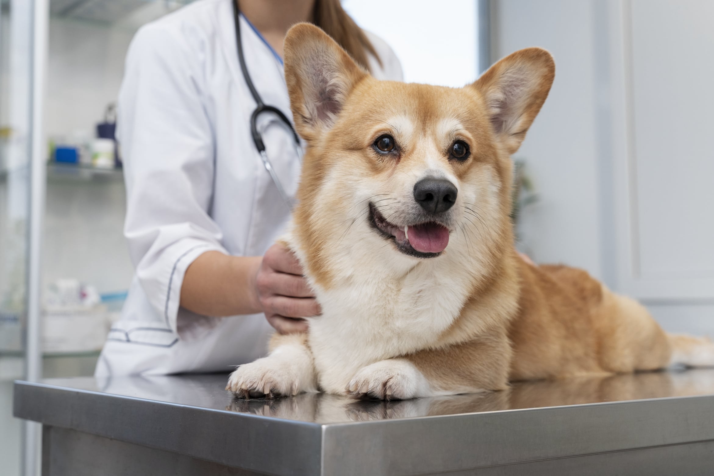 Equipe do Centro Veterinário Animal e Vida atendendo com carinho e dedicação